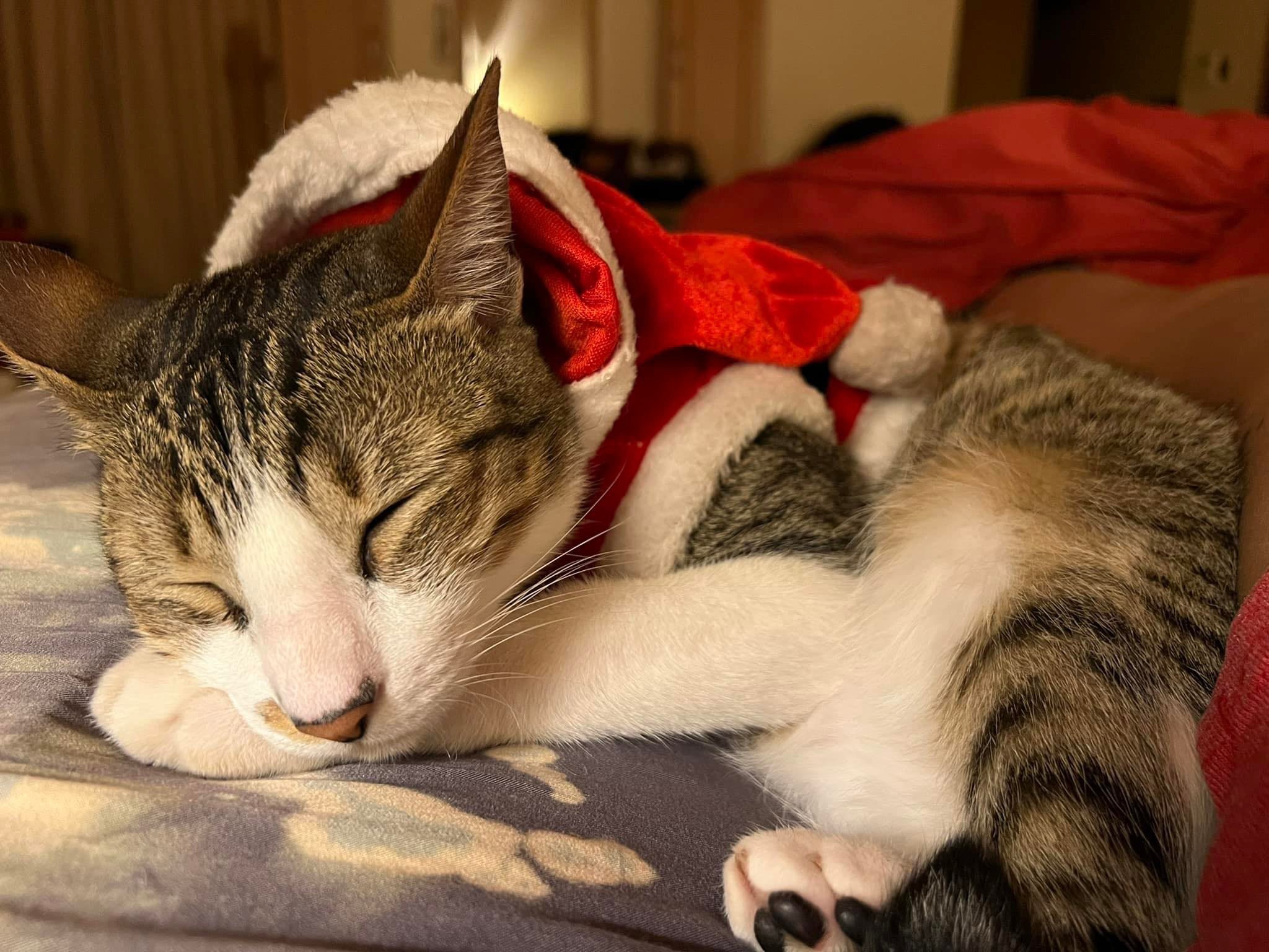 Error: cannot display image